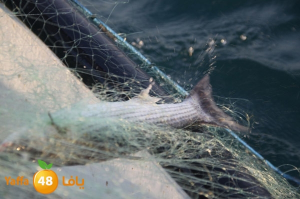 sayyadnewyaffa3 (3).JPG